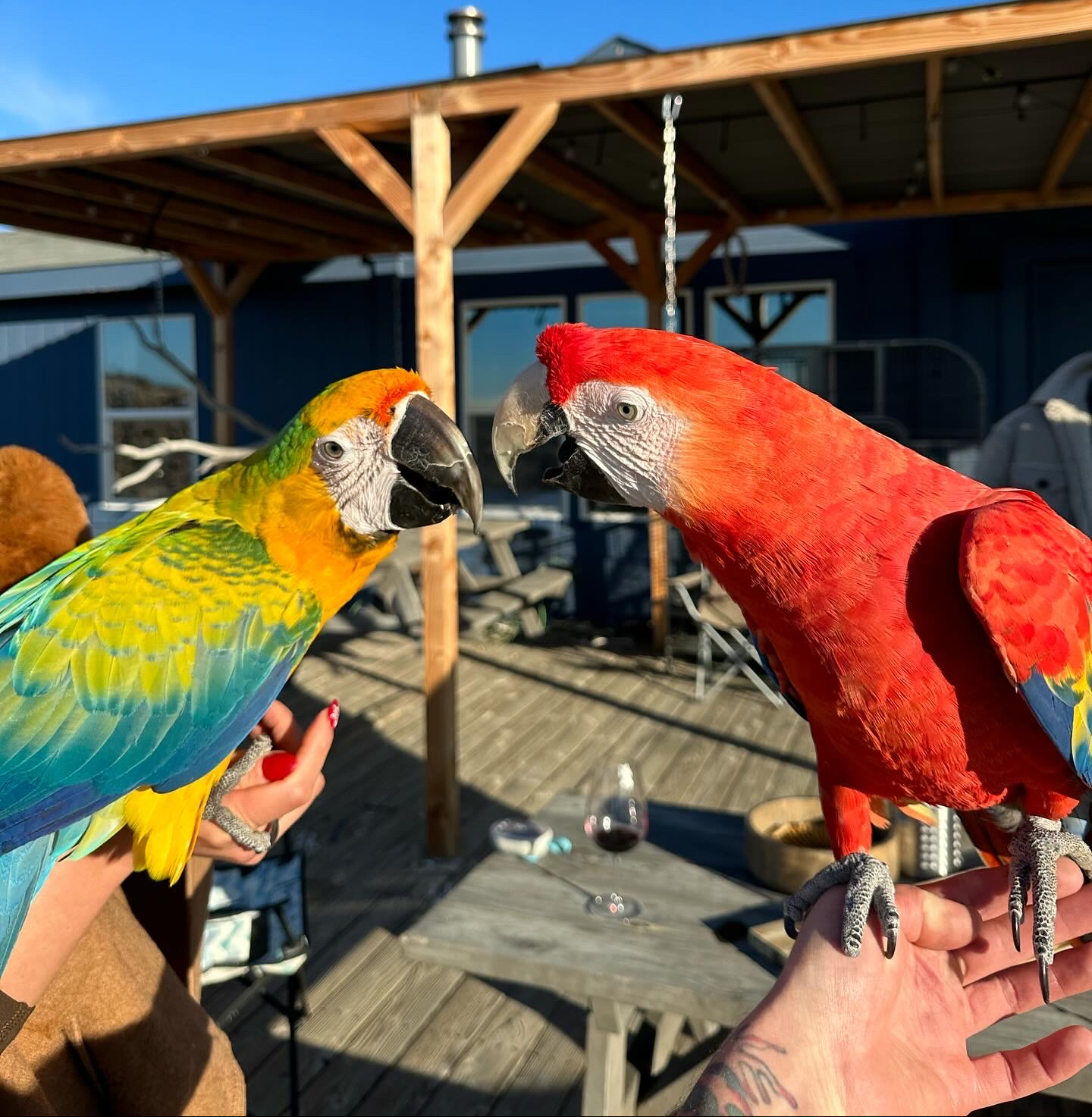 Flying high on Christmas day