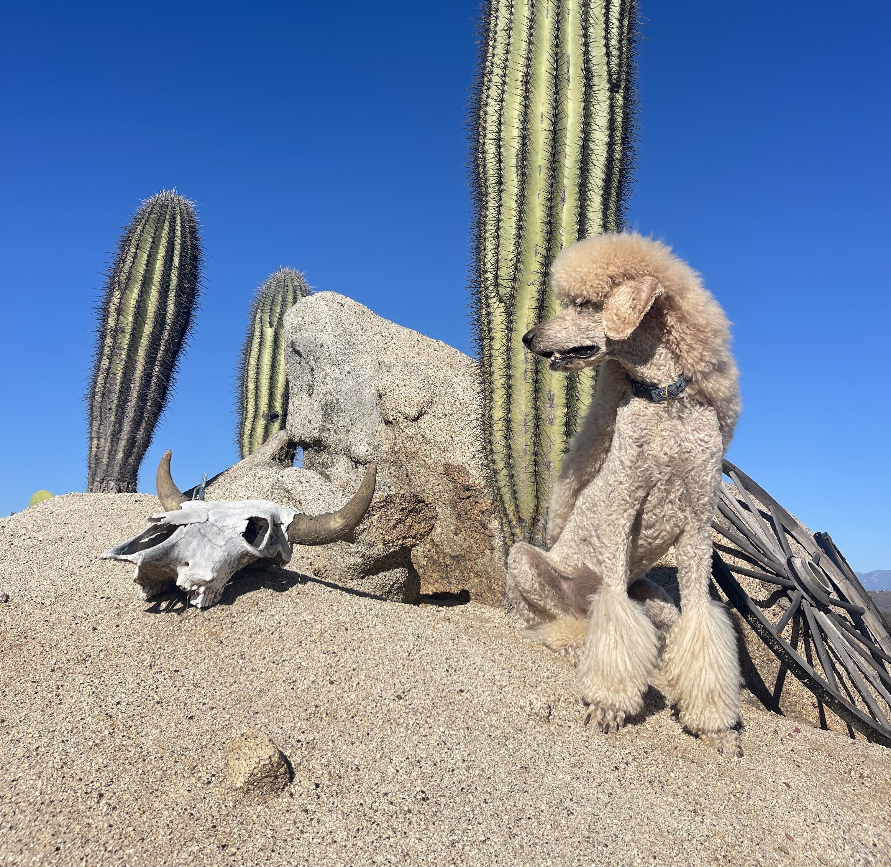 My standard poodle Valentino left me for a she-fox