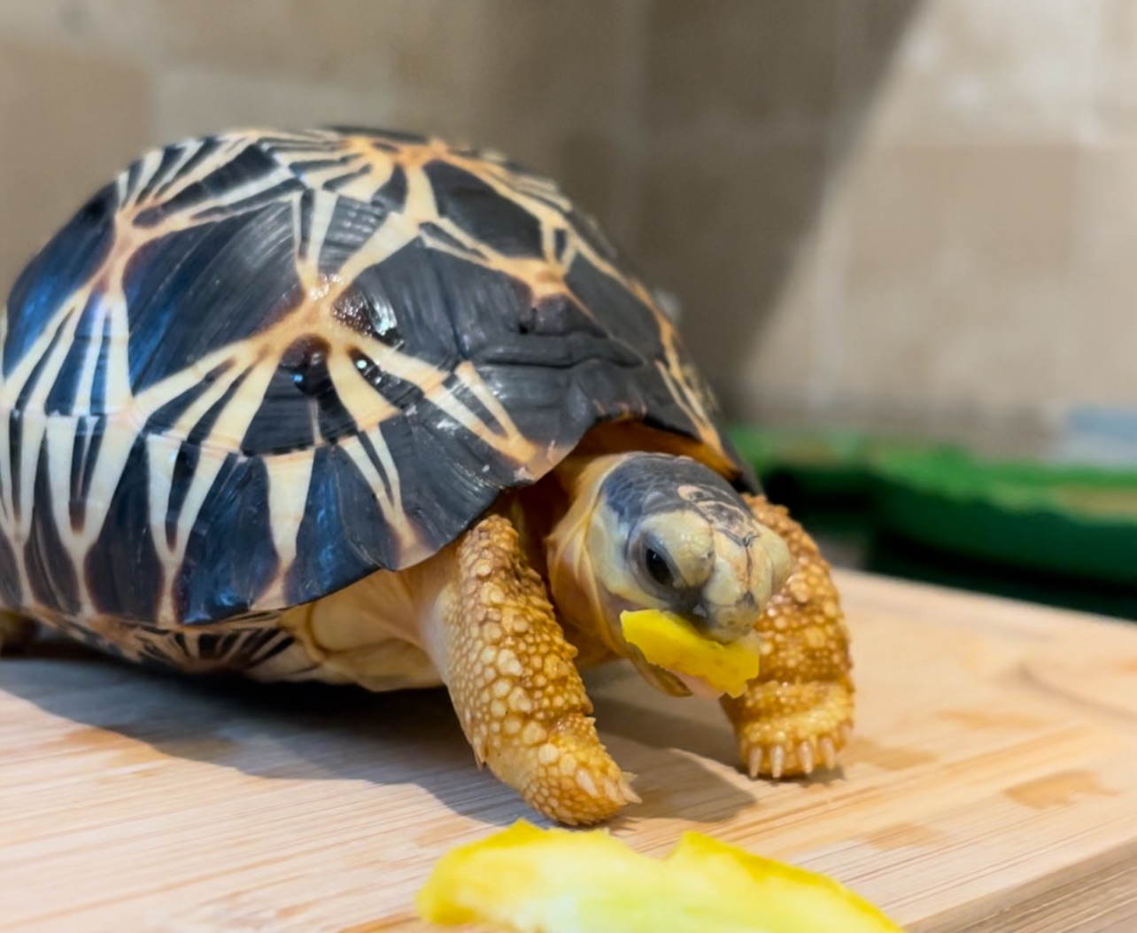 My Astrochelys Radiata, Venus, is turning 1 today