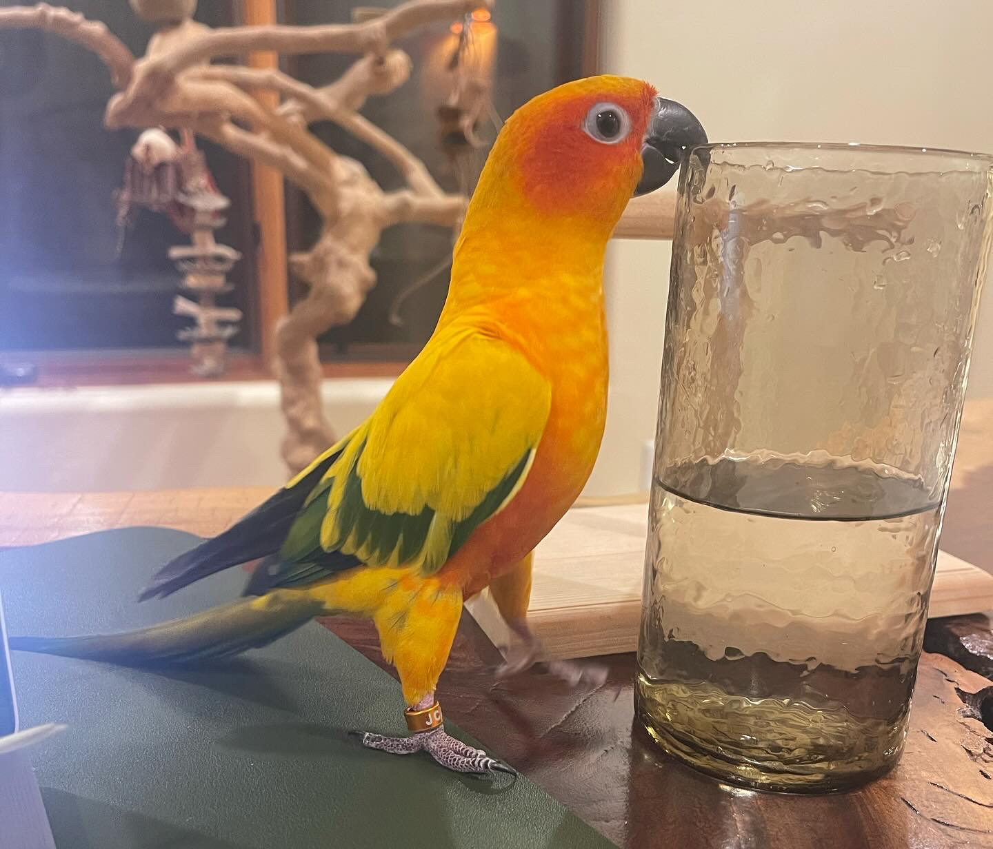 sun conure