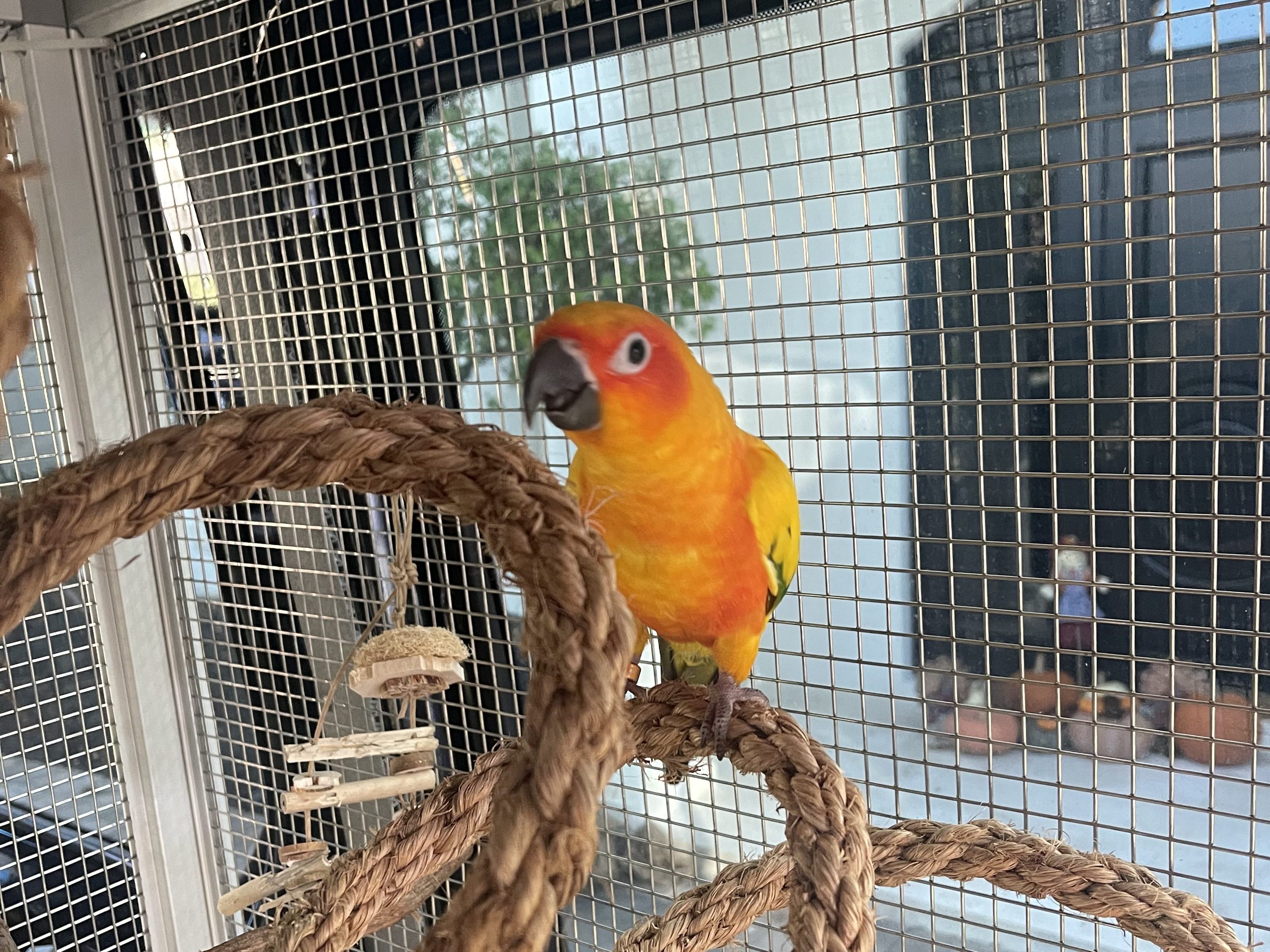 Oliver’s first free-flight is next week!